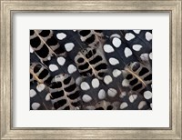 Framed Spots Of White On Mearns Quails Feather Design