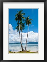 Framed Lonely Palm Tree In The Marovo Lagoon, Solomon Islands