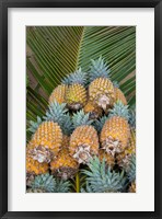 Framed Kingdom Of Tonga, Vava'u Islands, Pineapples