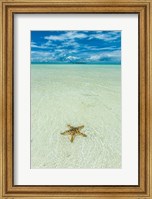 Framed Sea Star In The Sand On The Rock Islands, Palau