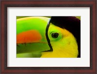 Framed Keel-Billed Toucan, Belize City, Belize