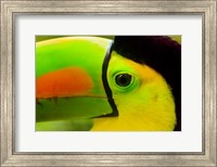 Framed Keel-Billed Toucan, Belize City, Belize