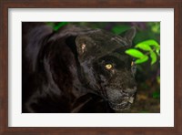 Framed Black Jaguar, Belize City, Belize