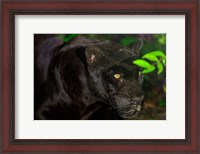 Framed Black Jaguar, Belize City, Belize