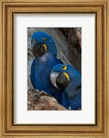 Framed Brazil, Pantanal Wetlands, Hyacinth Macaw Mated Pair On Their Nest In A Tree