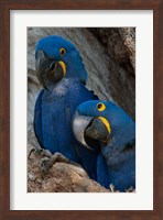 Framed Brazil, Pantanal Wetlands, Hyacinth Macaw Mated Pair On Their Nest In A Tree
