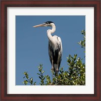 Framed Brazil, Pantanal, Cocoi Heron