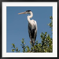 Framed Brazil, Pantanal, Cocoi Heron