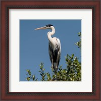 Framed Brazil, Pantanal, Cocoi Heron