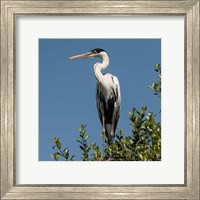 Framed Brazil, Pantanal, Cocoi Heron