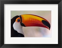 Framed Brazil, The Pantanal Wetland, Toco Toucan In Early Morning Light
