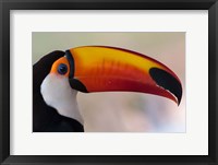 Framed Brazil, The Pantanal Wetland, Toco Toucan In Early Morning Light