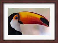Framed Brazil, The Pantanal Wetland, Toco Toucan In Early Morning Light