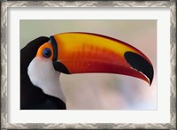 Framed Brazil, The Pantanal Wetland, Toco Toucan In Early Morning Light