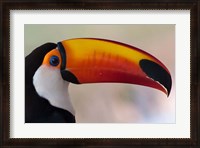 Framed Brazil, The Pantanal Wetland, Toco Toucan In Early Morning Light