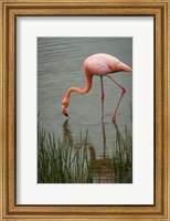 Framed Greater Flamingo, Punta Moreno Isabela Island Galapagos Islands, Ecuador