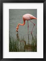 Framed Greater Flamingo, Punta Moreno Isabela Island Galapagos Islands, Ecuador