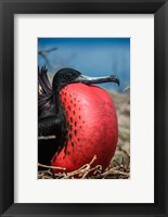 Framed Magnificent Frigatebird Male With Pouch Inflated, Galapagos Islands, Ecuador