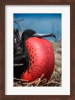 Framed Magnificent Frigatebird Male With Pouch Inflated, Galapagos Islands, Ecuador