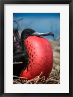 Framed Magnificent Frigatebird Male With Pouch Inflated, Galapagos Islands, Ecuador