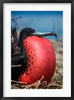 Framed Magnificent Frigatebird Male With Pouch Inflated, Galapagos Islands, Ecuador