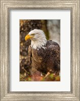 Framed Alaska, Chilkat Bald Eagle Preserve Bald Eagle On Ground