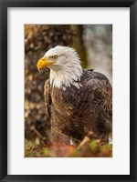 Framed Alaska, Chilkat Bald Eagle Preserve Bald Eagle On Ground