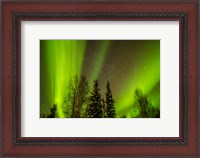 Framed Alaska Aurora Borealis Over Forest