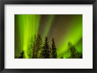 Framed Alaska Aurora Borealis Over Forest