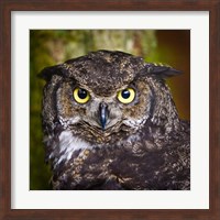 Framed Alaska Raptor Center, Sitka, Alaska Close-Up Of A Great Horned Owl