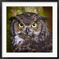 Framed Alaska Raptor Center, Sitka, Alaska Close-Up Of A Great Horned Owl