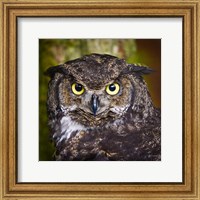 Framed Alaska Raptor Center, Sitka, Alaska Close-Up Of A Great Horned Owl