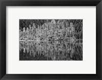 Framed Alaska, Inside Passage, Reflecting Trees