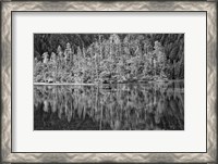 Framed Alaska, Inside Passage, Reflecting Trees