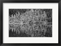 Framed Alaska, Inside Passage, Reflecting Trees