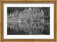 Framed Alaska, Inside Passage, Reflecting Trees