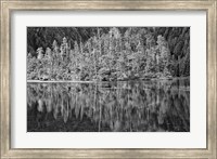 Framed Alaska, Inside Passage, Reflecting Trees