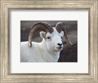 Framed Alaska, Denali, National Park, Big Horn Sheep