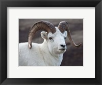 Framed Alaska, Denali, National Park, Big Horn Sheep