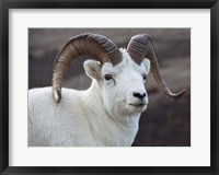 Framed Alaska, Denali, National Park, Big Horn Sheep