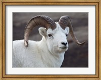 Framed Alaska, Denali, National Park, Big Horn Sheep