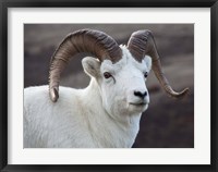 Framed Alaska, Denali, National Park, Big Horn Sheep