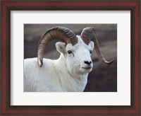 Framed Alaska, Denali, National Park, Big Horn Sheep