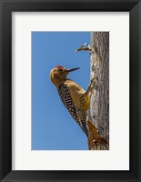 Framed Arizona, Sonoran Desert Male Gila Woodpecker On Ocotillo