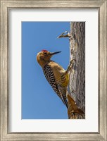 Framed Arizona, Sonoran Desert Male Gila Woodpecker On Ocotillo
