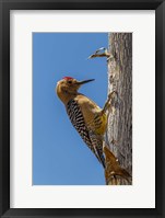 Framed Arizona, Sonoran Desert Male Gila Woodpecker On Ocotillo