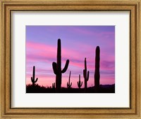 Framed Arizona, Saguaro Cacti Silhouetted By Sunset, Ajo Mountain Loop