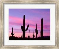 Framed Arizona, Saguaro Cacti Silhouetted By Sunset, Ajo Mountain Loop