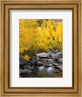 Framed California, Eastern Sierra Bishop Creek During Autumn