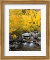 Framed California, Eastern Sierra Bishop Creek During Autumn